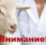 Внимание! Оспа овец и коз! - Камешкирский район